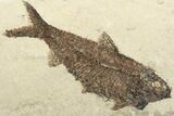 Detailed Fossil Fish (Knightia) - Wyoming #356789-1